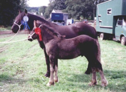 Greenholme Kitty and foal Tarnbeck Raven