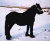 Black stallion Mikado